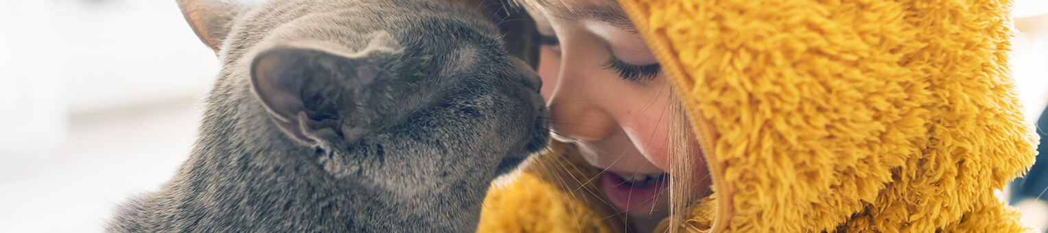 ASSURANCE CHIEN/CHAT - Solly Azar