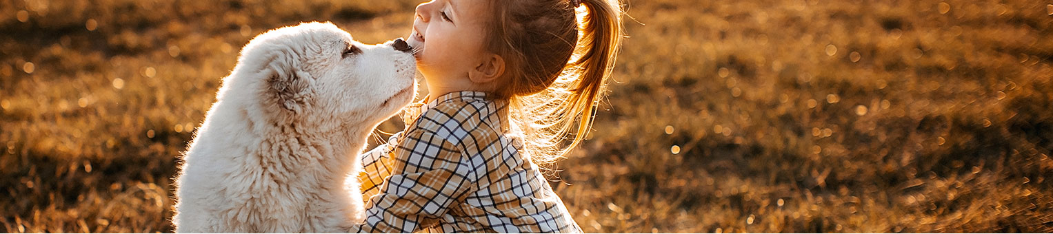 Assurance Chien Chat - Solly Azar