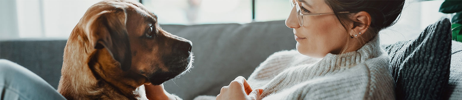 Assurance Chien/Chat - Solly Azar