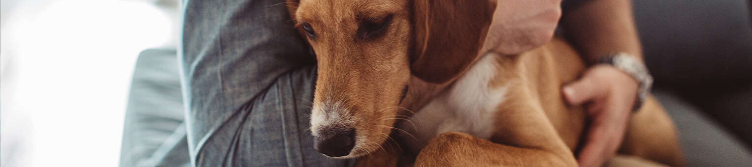 Assurance animaux - Solly Azar