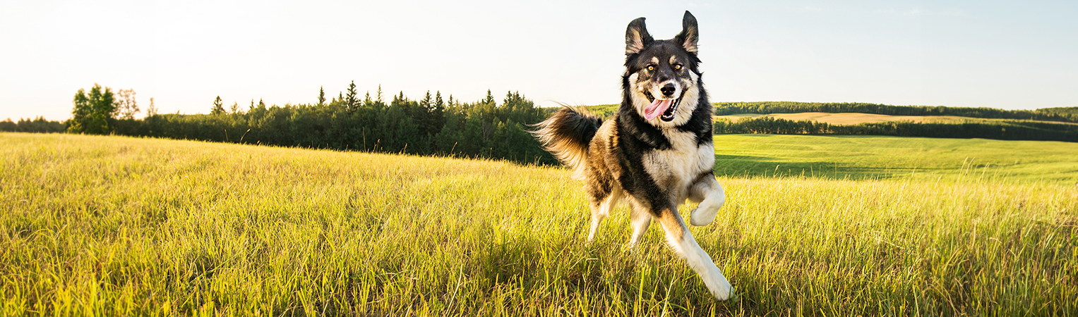  Nouvelle promo : -10% sur les races de chiens préférées des français !