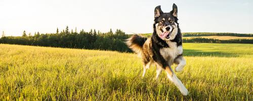  Nouvelle promo : -10% sur les races de chiens préférées des français !