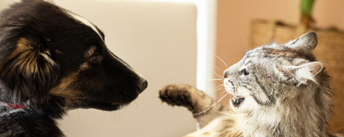 Assurance Chien/Chat : les résultats de la deuxième édition du baromètre Solly Azar x OpinionWay